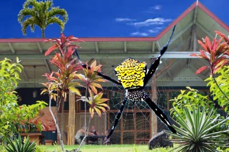 hale aloha spider copy